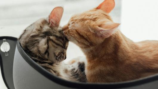 美国宠物功能粮行业报告