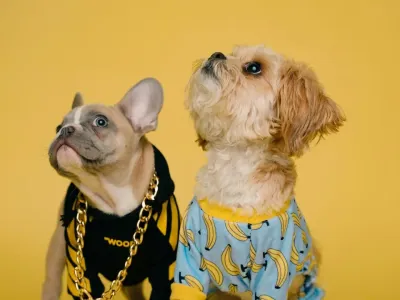 半年吸金3.8亿，这个小众赛道太暴利