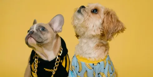 半年吸金3.8亿，这个小众赛道太暴利