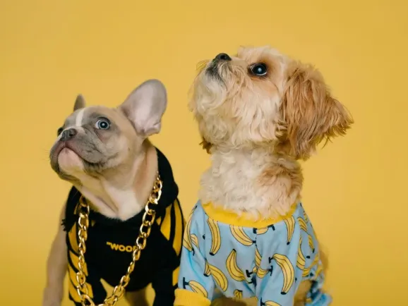 半年吸金3.8亿，这个小众赛道太暴利