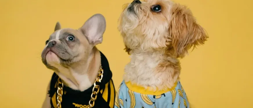 半年吸金3.8亿，这个小众赛道太暴利