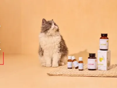 东方草本+现代科技：LitPet如何用“养疗合一”撬动欧美宠物300亿市场？