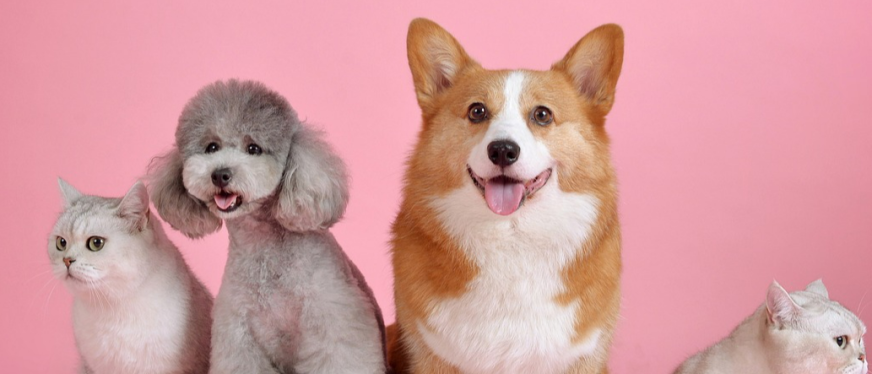 月销1.2万+，BSR冲到第二！小众宠物赛道爆品频出