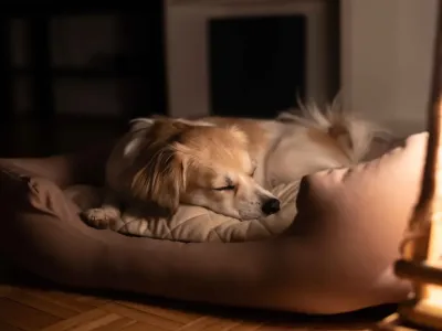 35%增长！宠物取暖赛道如何撬动百亿蓝海市场？