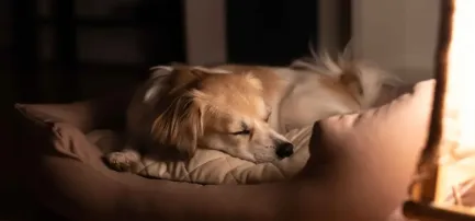 35%增长！宠物取暖赛道如何撬动百亿蓝海市场？