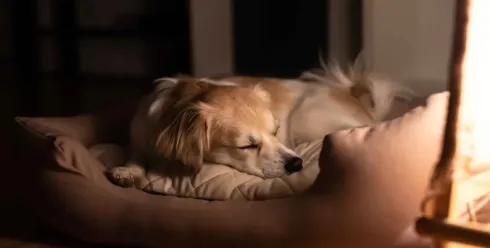 35%增长！宠物取暖赛道如何撬动百亿蓝海市场？