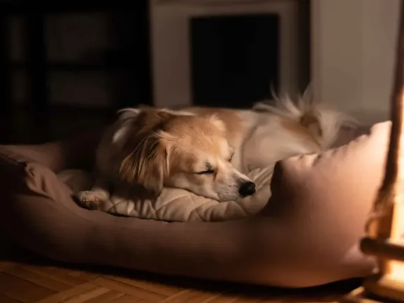 35%增长！宠物取暖赛道如何撬动百亿蓝海市场？