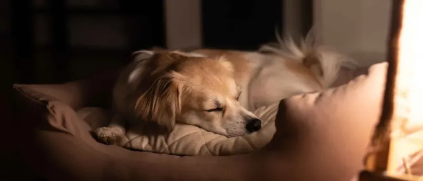 35%增长！宠物取暖赛道如何撬动百亿蓝海市场？