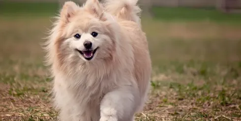 宠物业爆发！中国产业带横扫全球 2000 亿市场