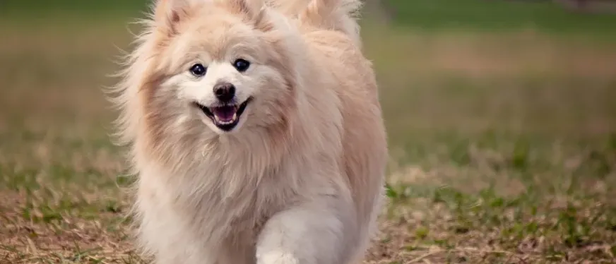 宠物业爆发！中国产业带横扫全球 2000 亿市场