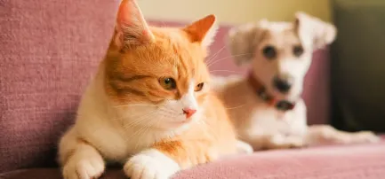 70万粉丝的启示：中东宠物经济爆发下的品类机会