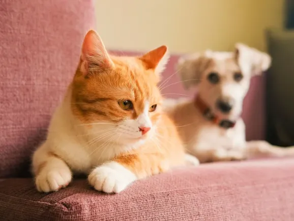 70万粉丝的启示：中东宠物经济爆发下的品类机会