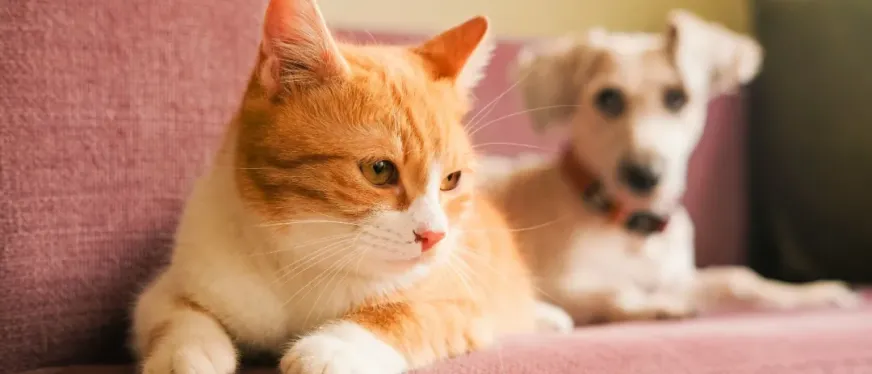 70万粉丝的启示：中东宠物经济爆发下的品类机会