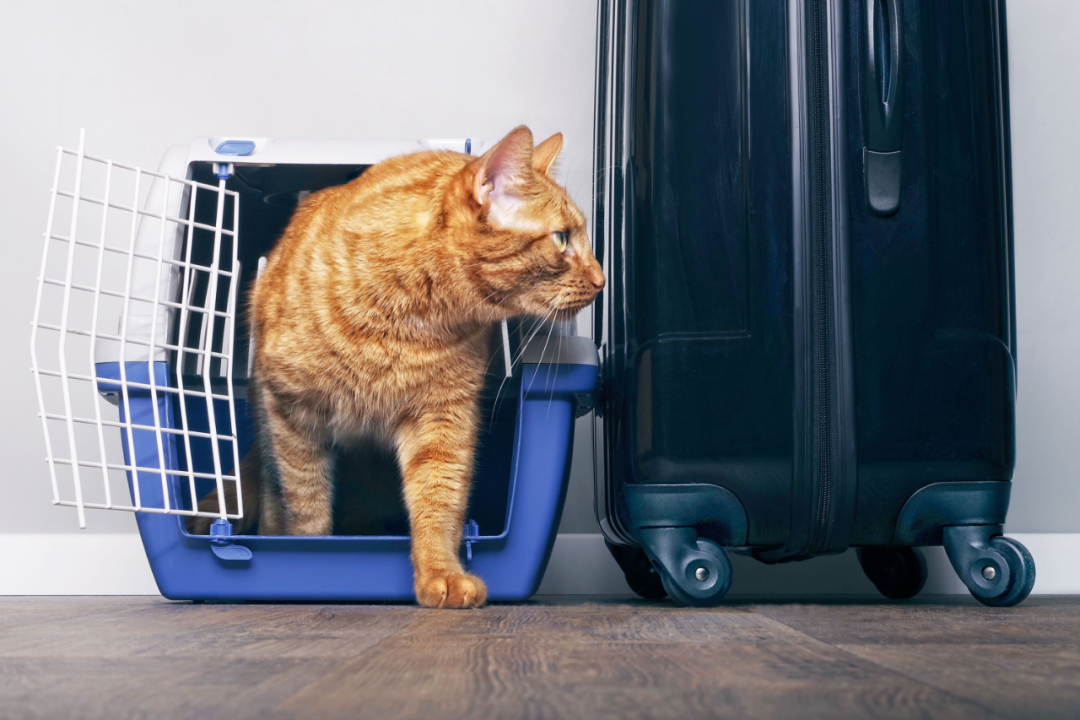 70万粉丝的启示：中东宠物经济爆发下的品类机会