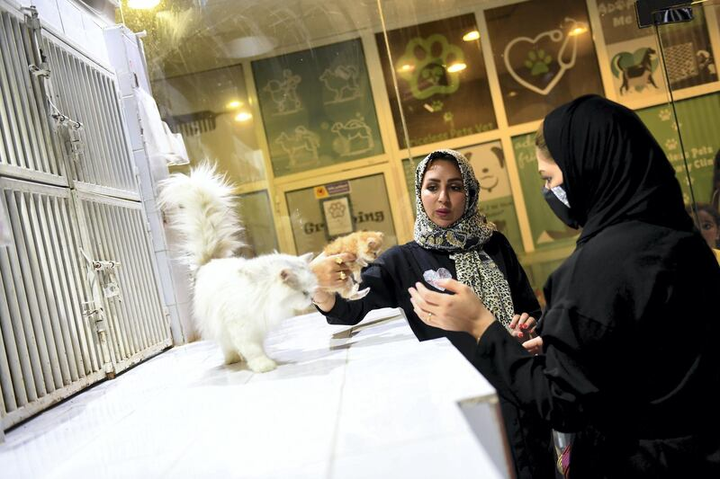 70万粉丝的启示：中东宠物经济爆发下的品类机会