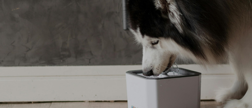 2年狂卖3000万美金,新锐宠物品牌如何靠低成本海外爆单?