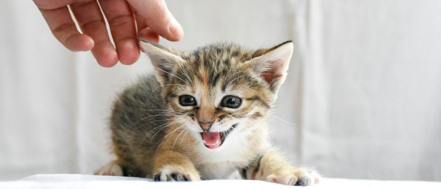 1.5亿只宠物！巴西正成为中国智能宠物用品出海第一站