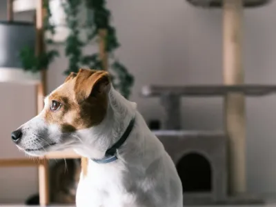 1800亿，这一赛道火了