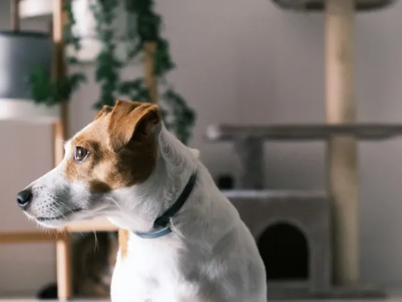 1800亿，这一赛道火了