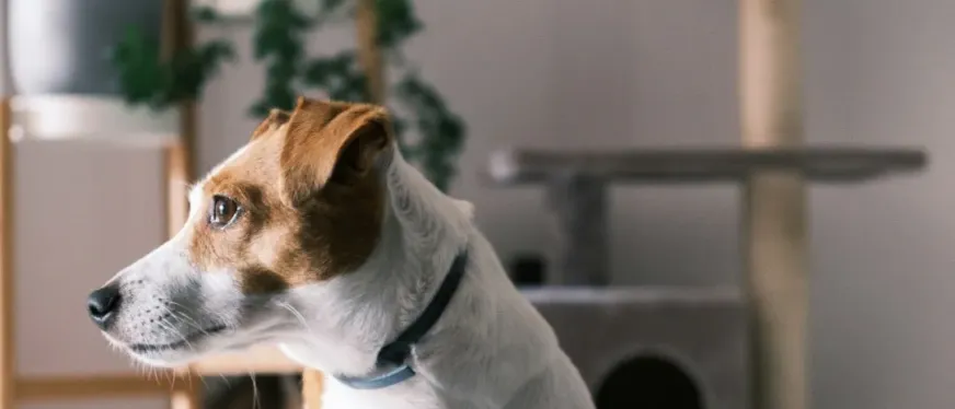 1800亿,这一赛道火了