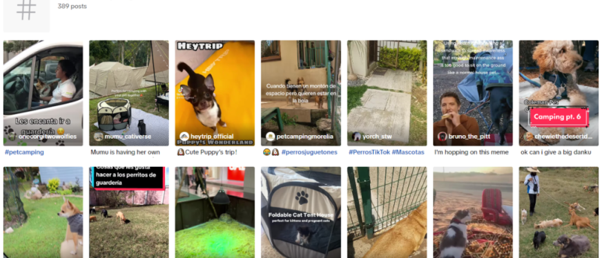 宠物赛道新风向！"搬家式露营"，宠物也要来一套？