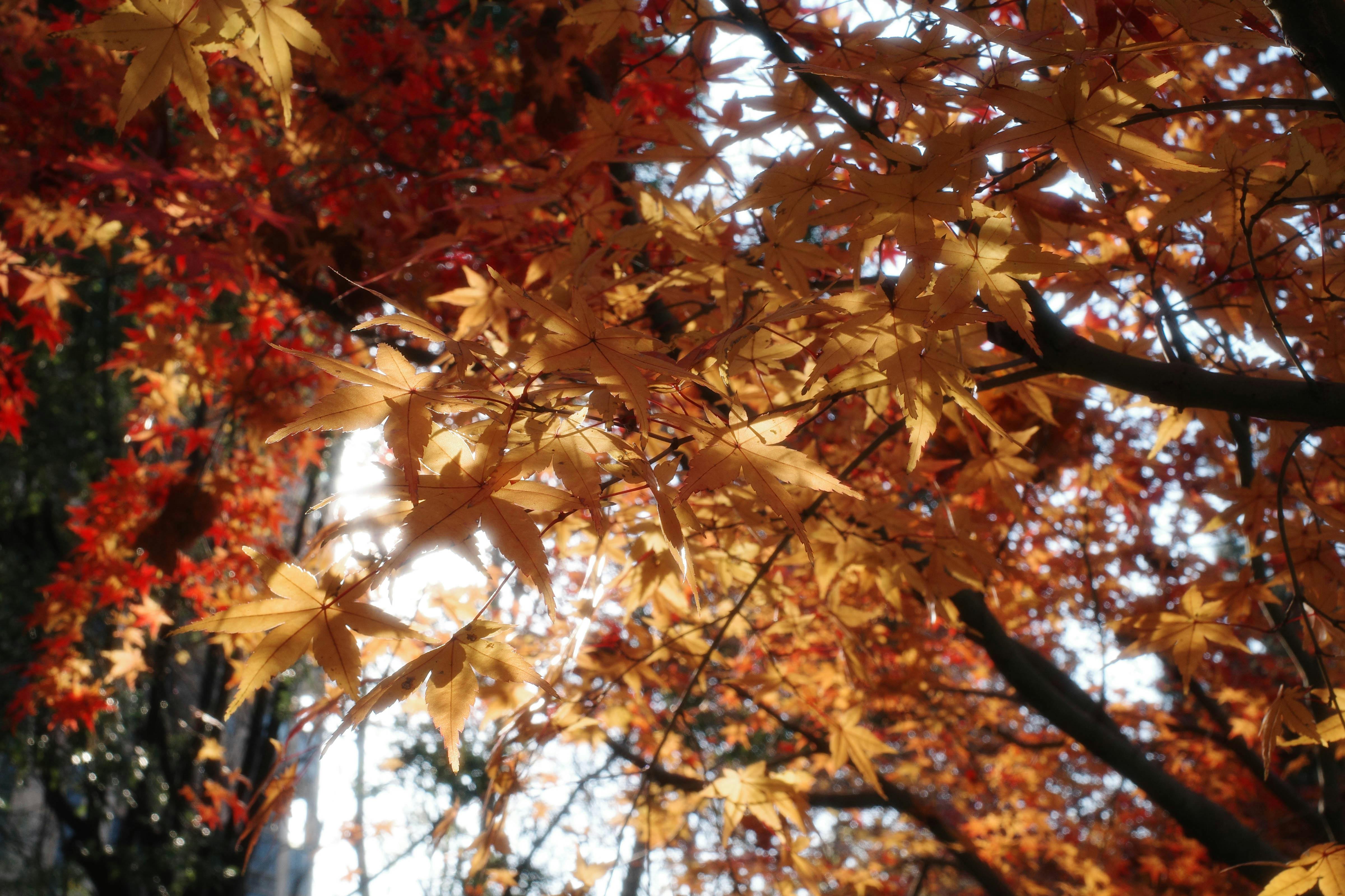 跨境电商需要“长期主义者”，欧洲已成为新的主战场（对话eBay大中华区总经理林文奎）