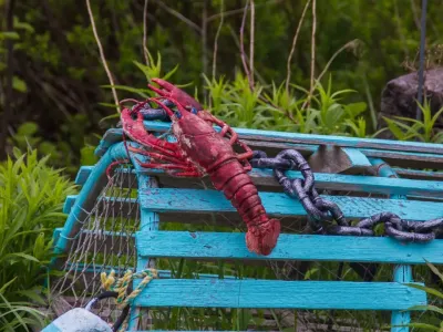 “小龙虾”救不了跨境人