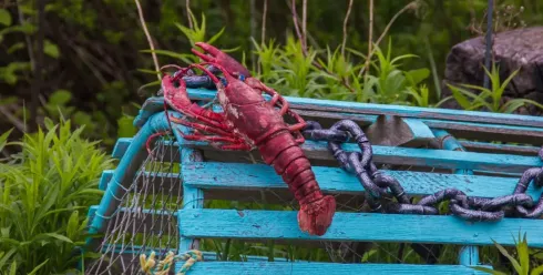 “小龙虾”救不了跨境人