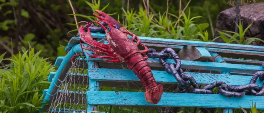 “小龙虾”救不了跨境人