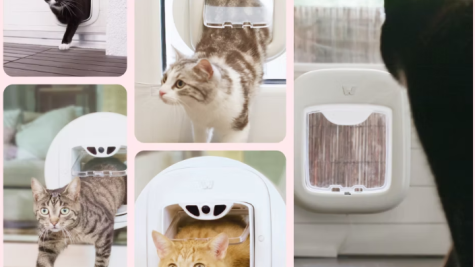 2033年全球智能宠物产品市场将达281.7亿美元，AI猫门等硬件成机会