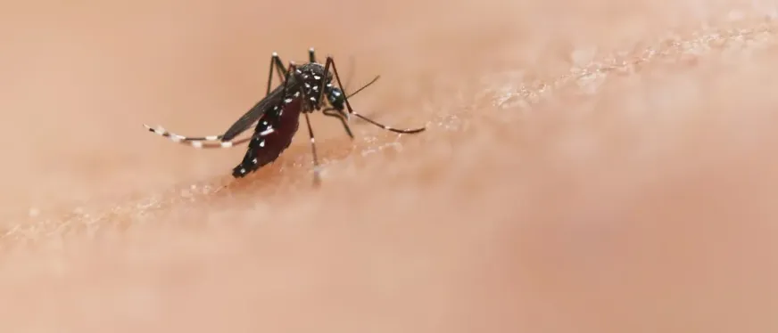 激光灭蚊黑科技：中国团队研发"蚊子防空系统"引爆全球市场​