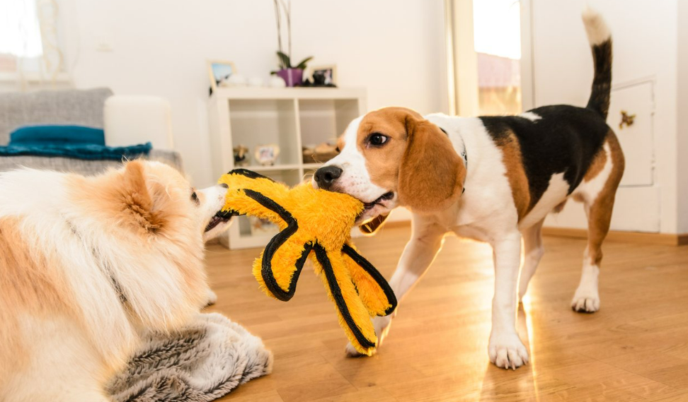 图片 跨境电商选品爆款推荐:狗玩具,13357% 增长率的宠物赛道黄金品类!