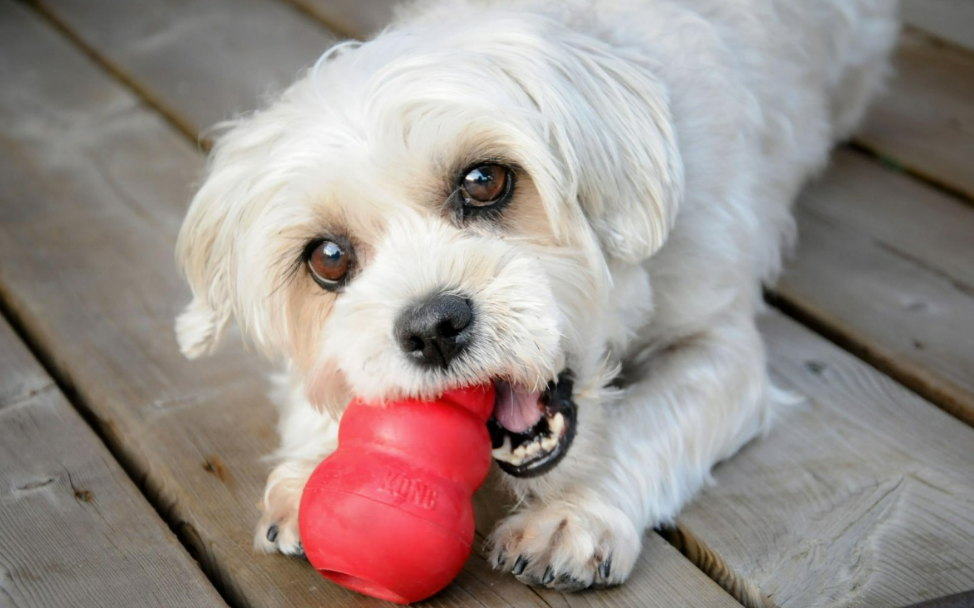 图片 跨境电商选品爆款推荐:狗玩具,13357% 增长率的宠物赛道黄金品类!