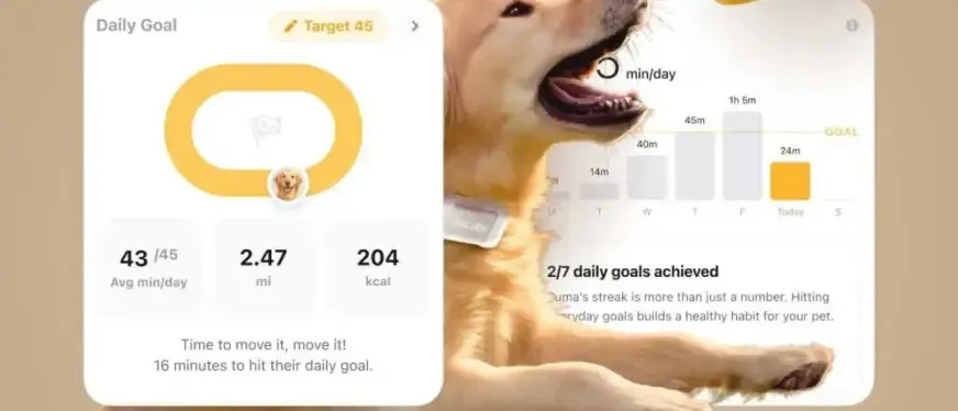 65人团队如何年入近亿？一款宠物监控摄像头火遍北美市场