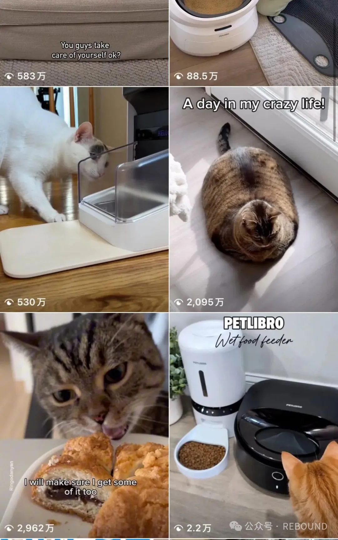 图片 前泽宝高管创业,靠智能猫碗走红欧美养宠市场,营收破 12 亿