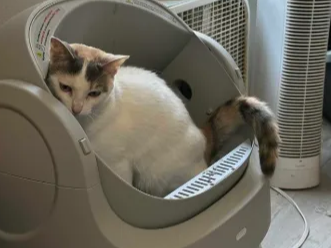 宠物智能用品：自动猫砂盆的差异化突围策略