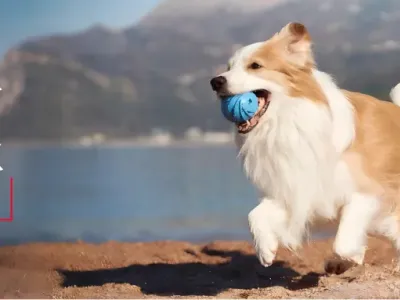 选品案例：180项专利筑墙：Cheerble如何用可拆卸结构破解宠物玩具痛点