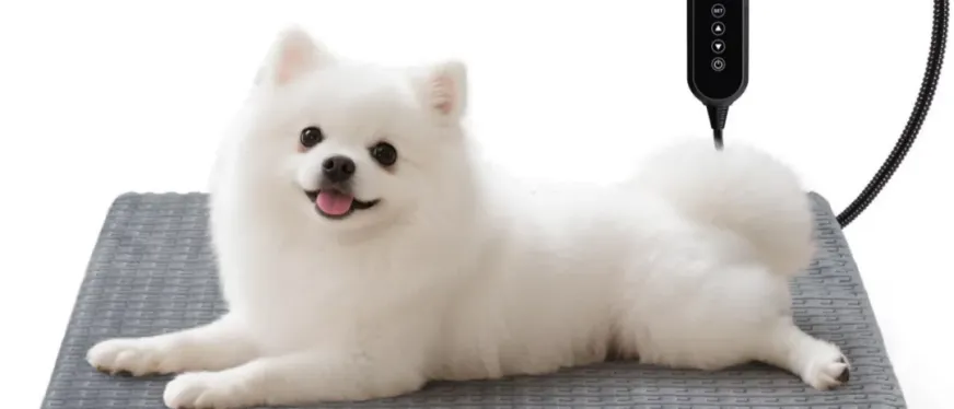 采购量激增35%！宠物取暖产品在海外大卖！