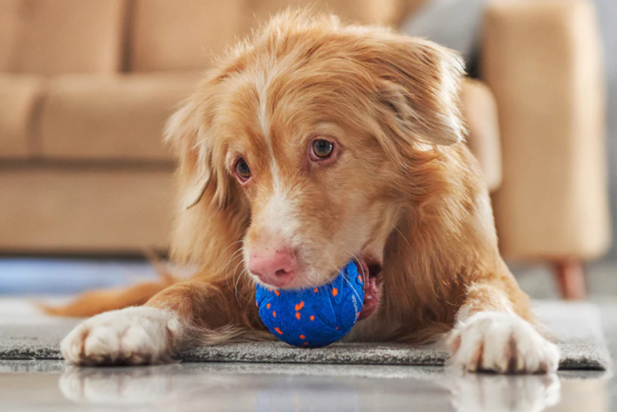 图片 选品案例:180项专利筑墙:Cheerble如何用可拆卸结构破解宠物玩具痛点