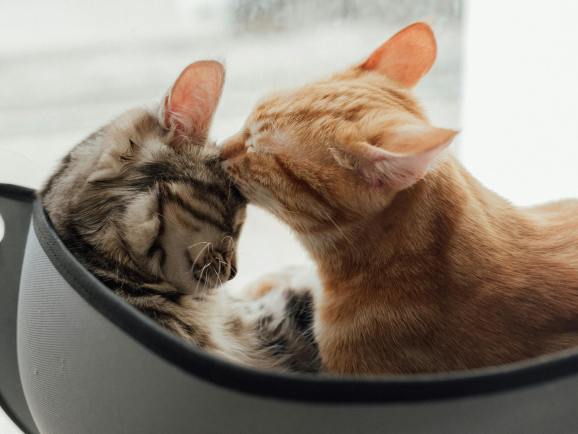 不搞智能用品，宠物品牌如何高价卖爆欧美？