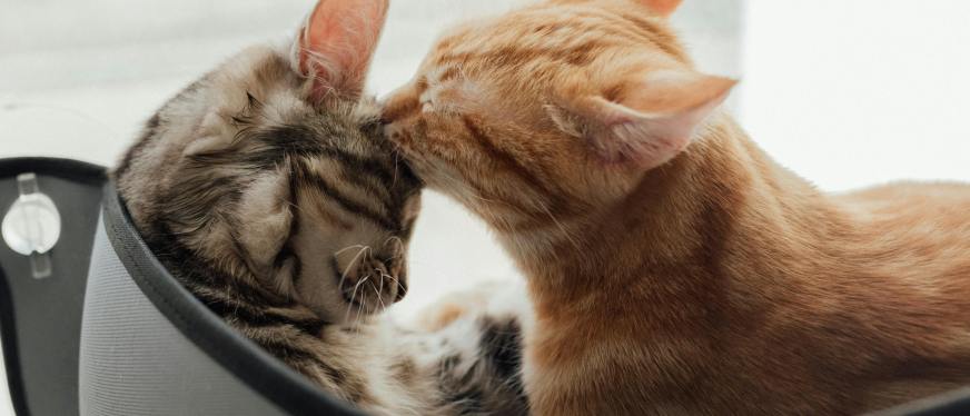 不搞智能用品，宠物品牌如何高价卖爆欧美？