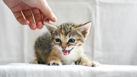 不搞智能用品，宠物品牌如何高价卖爆欧美