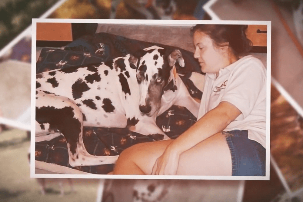 不搞智能用品，宠物品牌如何高价卖爆欧美？