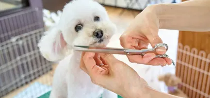 单品吸金5000万！宠物“洗剪吹”生意火爆TikTok