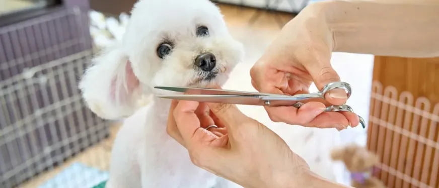 单品吸金5000万！宠物“洗剪吹”生意火爆TikTok