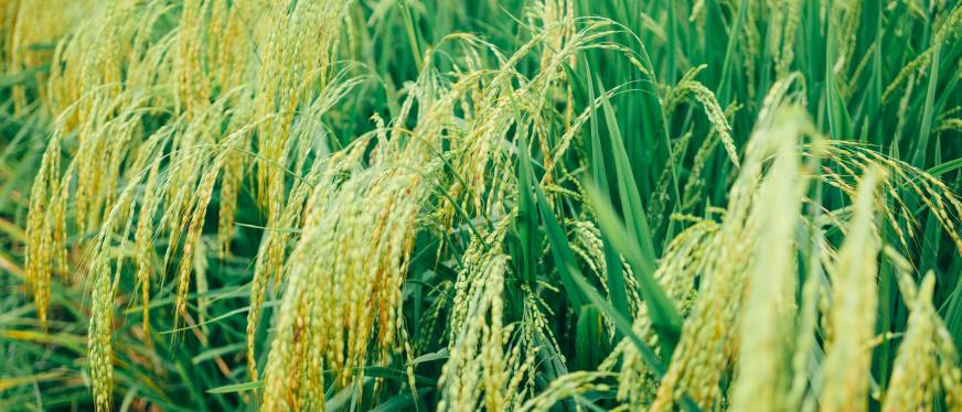 印度农机巨头全球扩张启示：马恒达靠技术积淀与国际化策略主导非洲市场