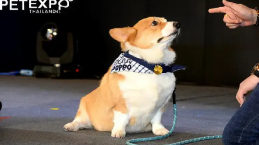 2026泰国曼谷宠物用品展览会（Pet Expo Thailand）什么时候举办？2026泰国曼谷宠物用品展览会攻略！