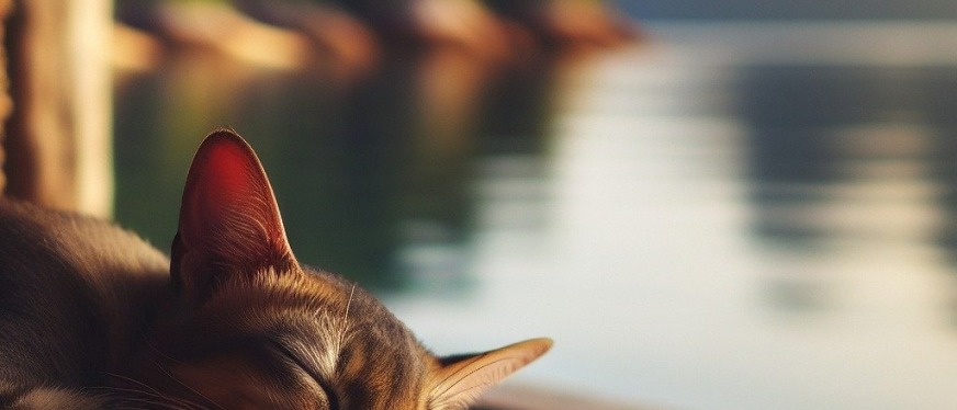 巴西清关到底有多难？流程+坑点详细拆解，教你一篇搞定！