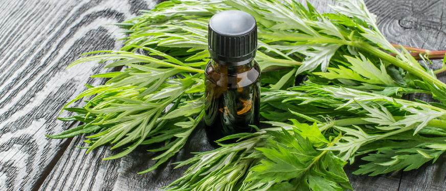 艾草出海热潮:中医文化带动跨境新商机