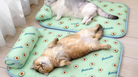 日本春夏宠物用品跨境爆品指南：8 大潜力款抢占旺季风口！